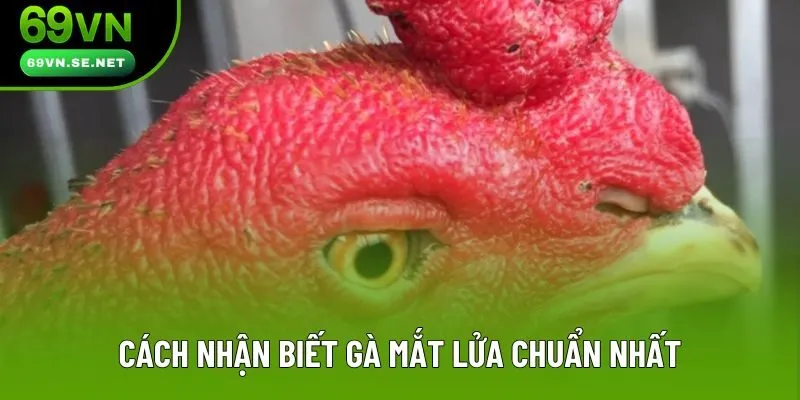 Cách nhận biết gà mắt lửa chuẩn nhất Cách nhận biết gà mắt lửa chuẩn nhất